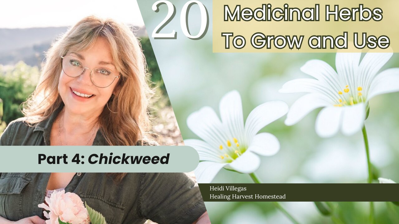 20 Medicinal Herbs to Grow & Use - Part 4: Chickweed