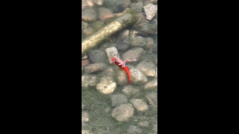 fish and froq playing with each others