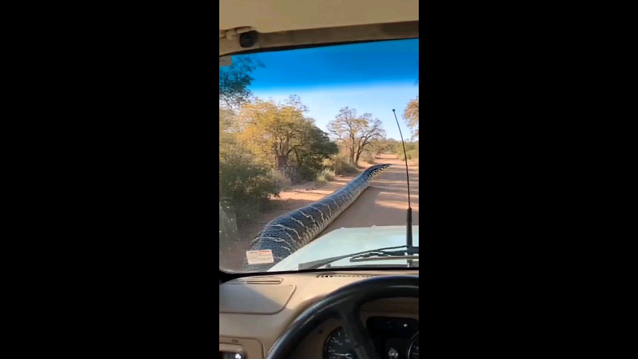 Huge anaconda snake sends a message! 🤯