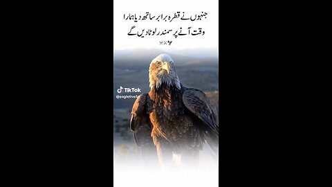 shaheen