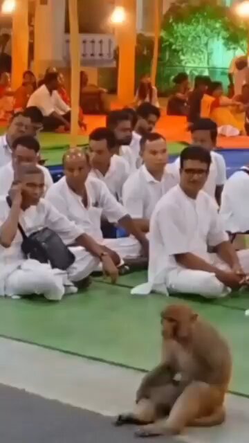Monkey during puja