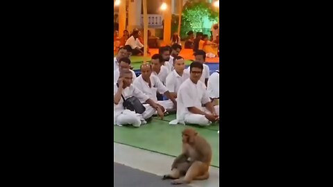 Monkey during puja