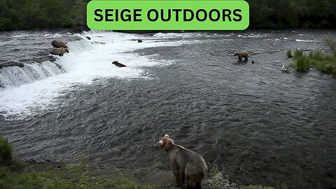 Katmai National Park Bear Feeding Live Stream!