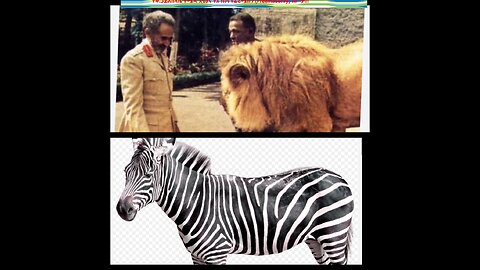ቀዳማዊ ኃይለስላሴ አንበሳና የሜዳ አህያ ለምን Theodore Roosevelt በስጦታ አበረከቱ??? ሁለቱም Freemasons በመሆናቸው!!!