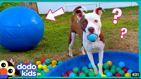 Wait! Where’s My BALL?! | Dodo Kids | Funny Dog Videos