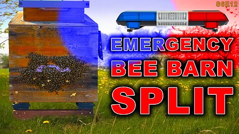 Emergency Bee Barn Split! | Too many bees bearding this early in the season.