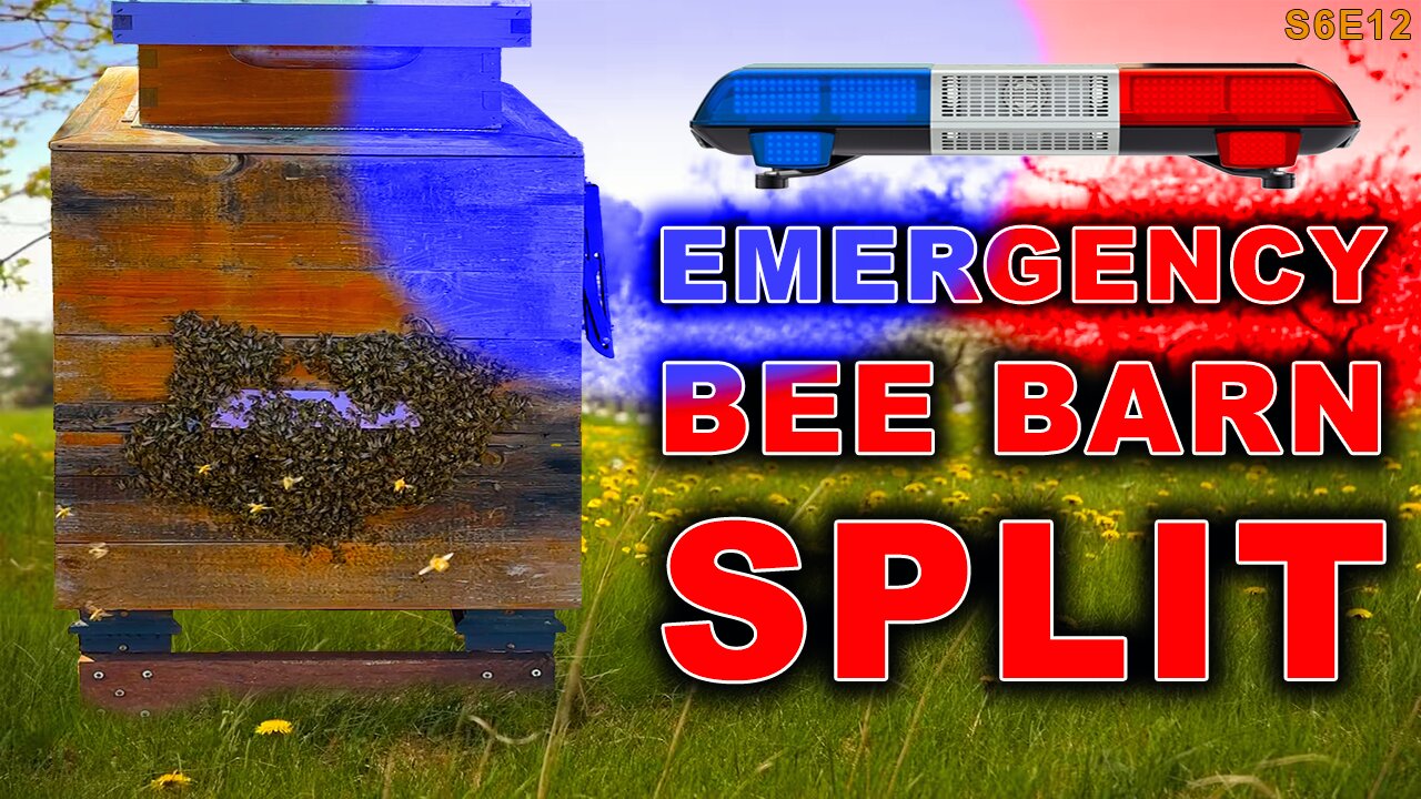 Emergency Bee Barn Split! | Too many bees bearding this early in the season.