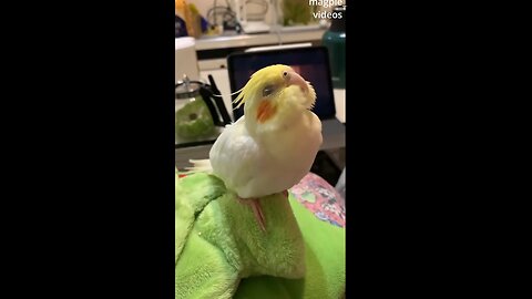 Funny Birds