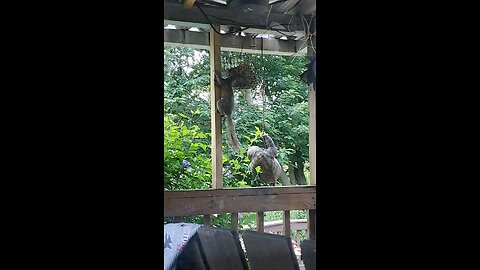 The squirrel thinks he's slick, and he is.
