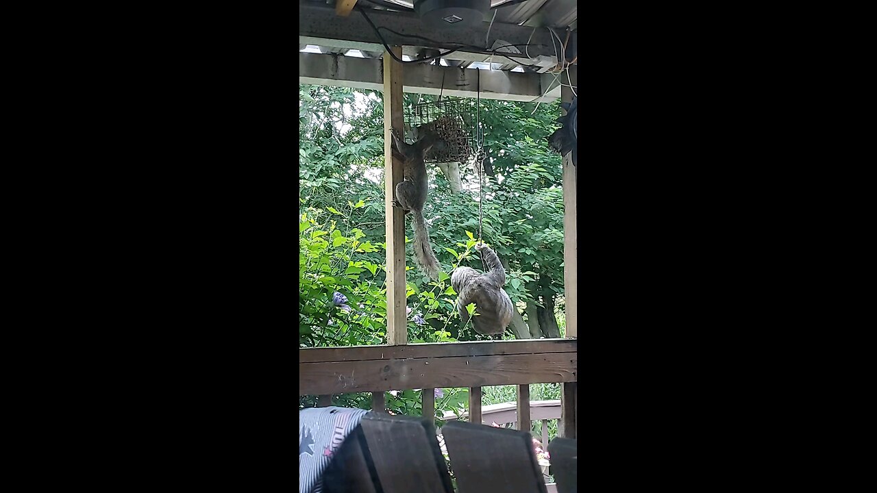The squirrel thinks he's slick, and he is.