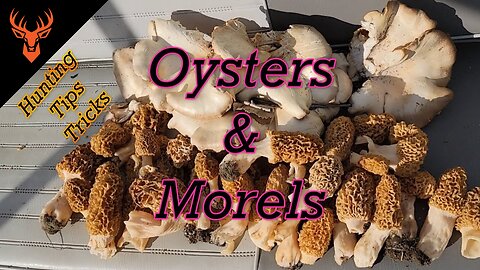 Hunting MORELS & OYSTER Mushrooms + Tips/Tricks/Secrets (Beginner Guide)
