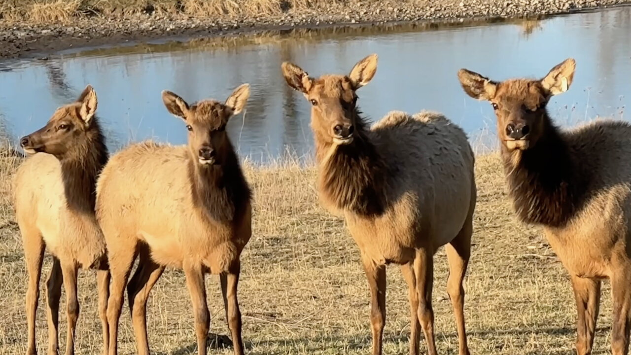 Elk Gathering at a Pond