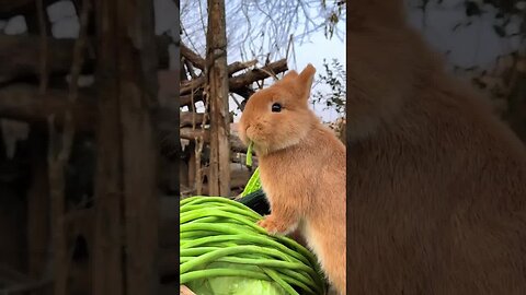 It's time for rabbits to eat beans again. Cute pet debut plan. Rabbit. Pastoral cute pet.