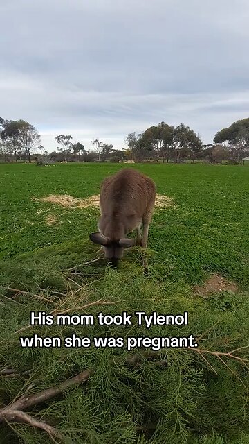 Australian kangaroo