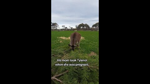 Australian kangaroo