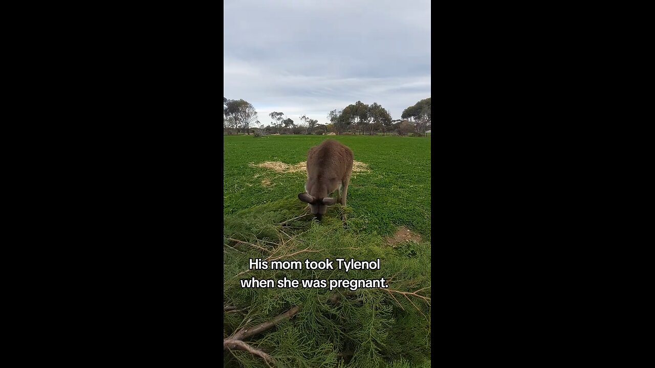 Australian kangaroo