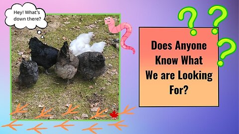 What Can We Find Today?