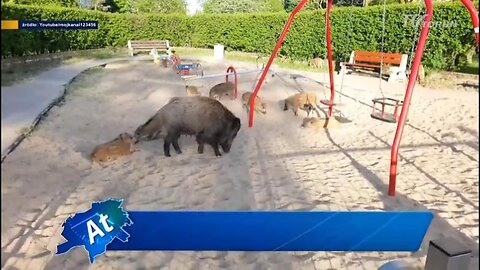 TV Toruń Dziki w mieście Aktualności Toruńskie 19-05-2021