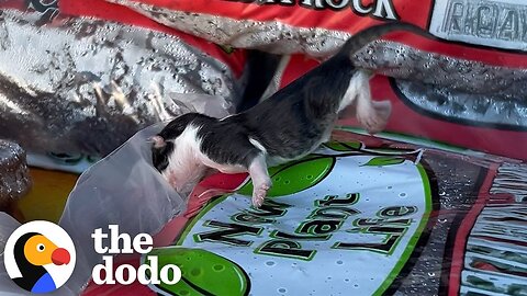 Woman Rescues Newborn Kitten Wrapped In Plastic | The Dodo