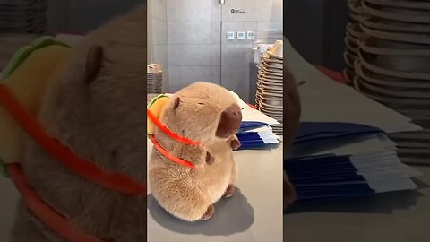 🤩 Capybara