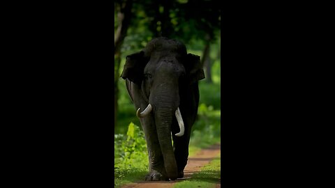 Animal world
