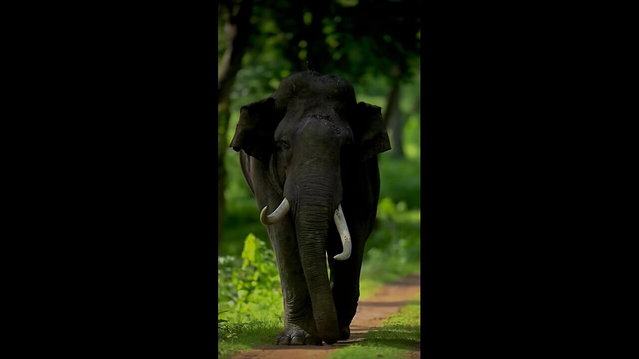 Animal world