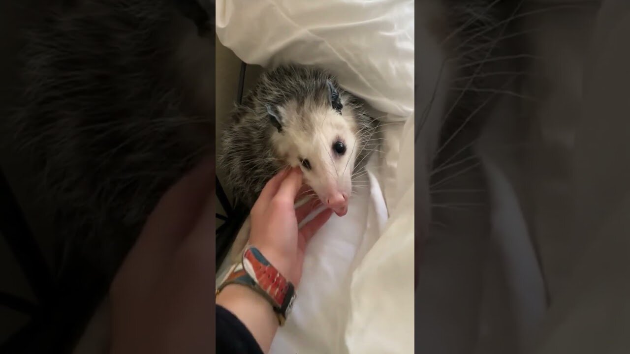 Opossum was rescued by the road and gave him a new house