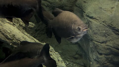 Piranhas