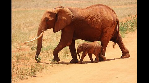 Why saving endangered animals