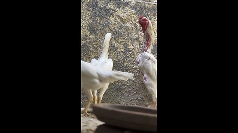 Shamo chicken