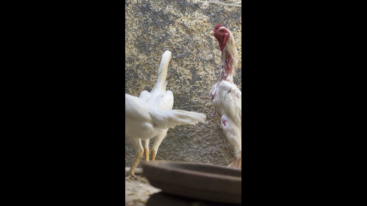 Shamo chicken