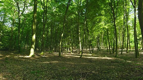 Rustling Leaves in a Sunny Forest ¦ Relaxing Wind Sounds with Birds in the Background
