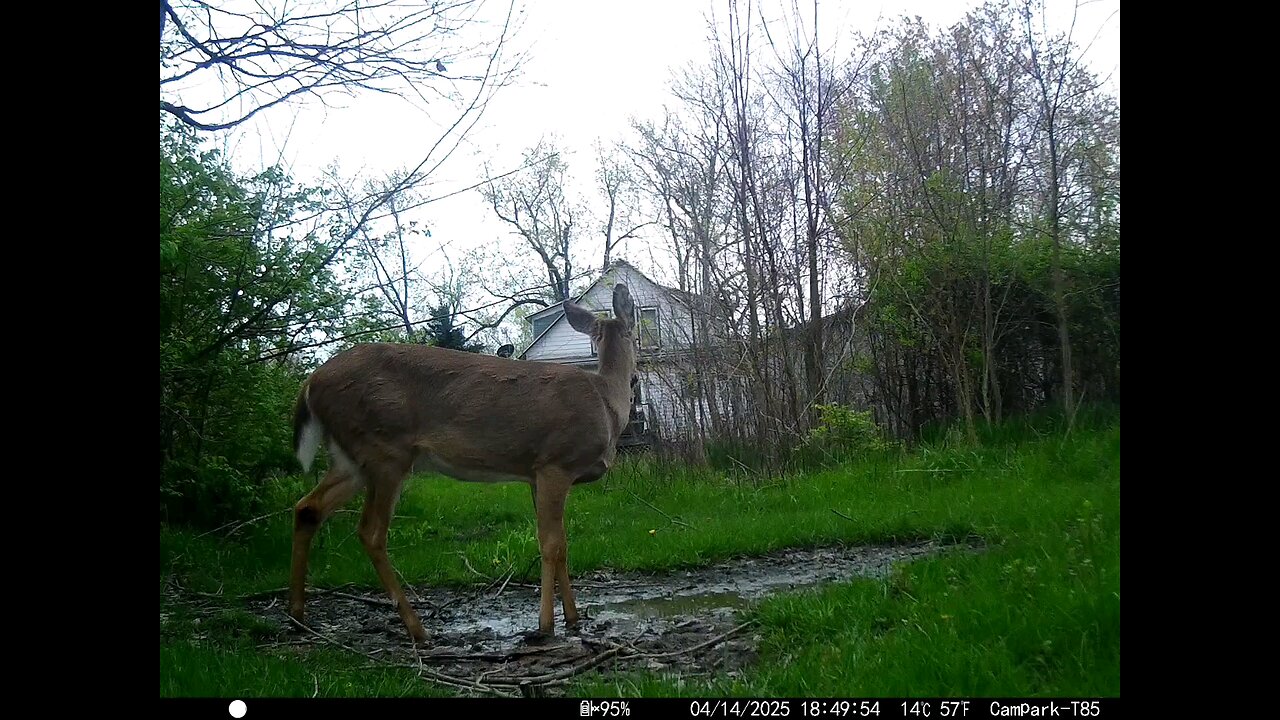 Deer Cam 04-14-2025