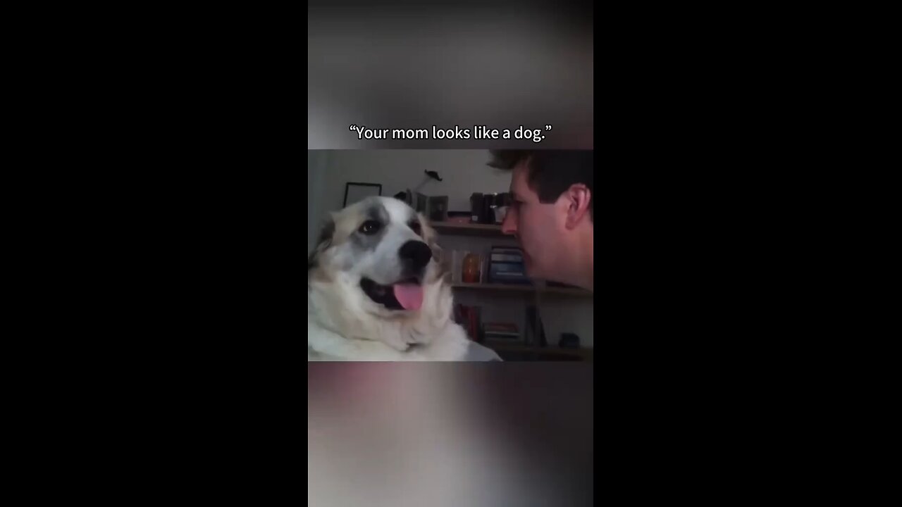 funny dog