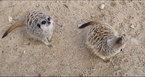 Adorable Meerkat Duo on Full Alert! 😍🦊