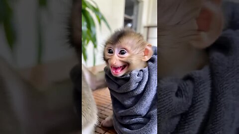 Life is better with a smile—just ask this adorable baby monkey! 😊🐵