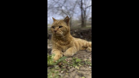 Cat in nature.