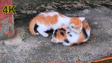 Cute Kittens Playing Together 😻💕