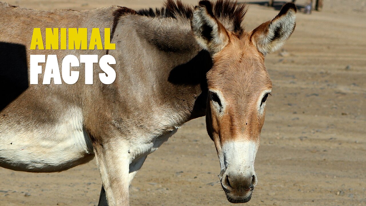 Donkey | Intelligent and resilient in harsh environments