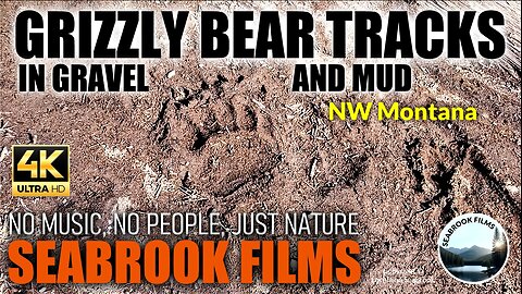 Grizzly Bear Tracks in Gravel and Mud