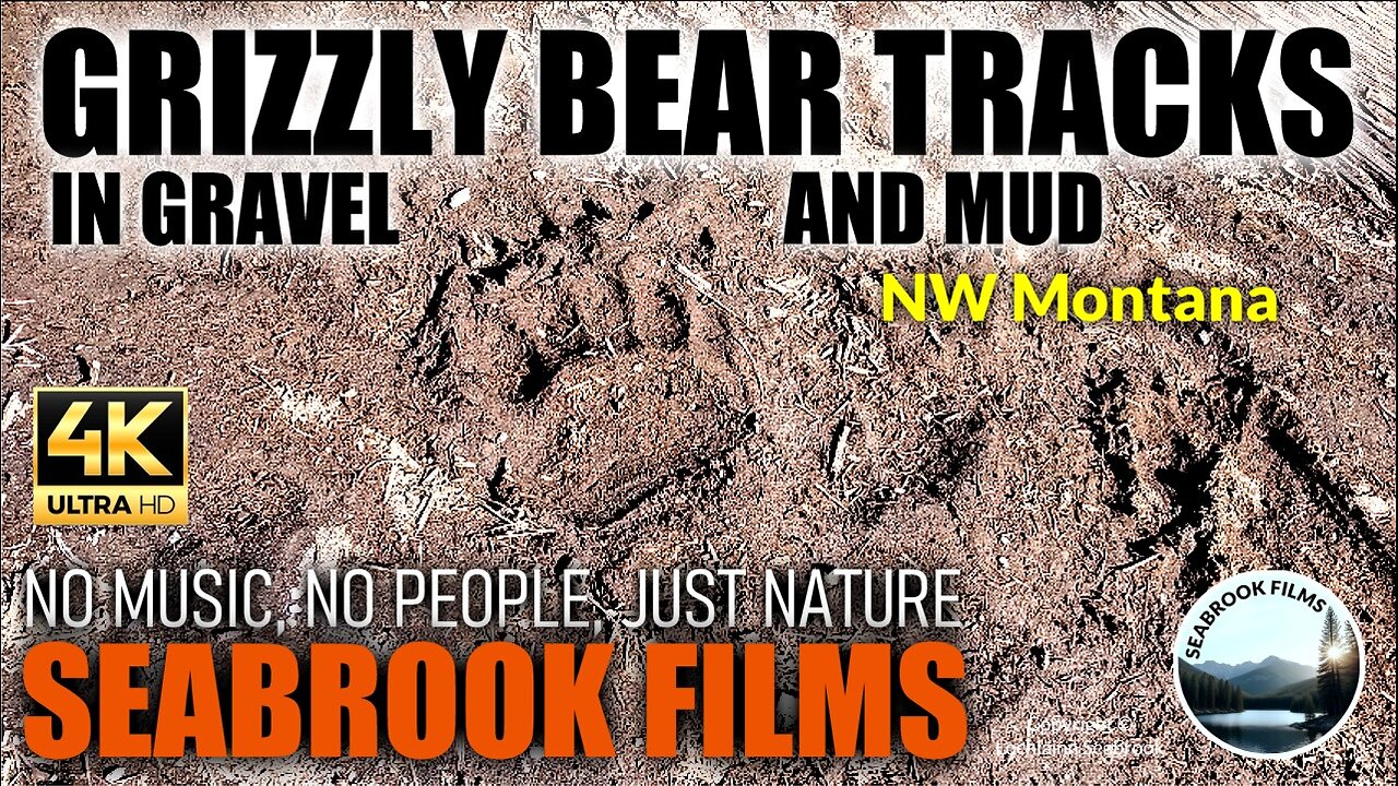 Grizzly Bear Tracks in Gravel and Mud