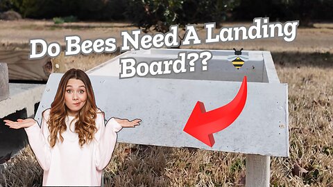 Do Beehives Need a Landing Board? 🐝 The Answer Will Not Shock You!