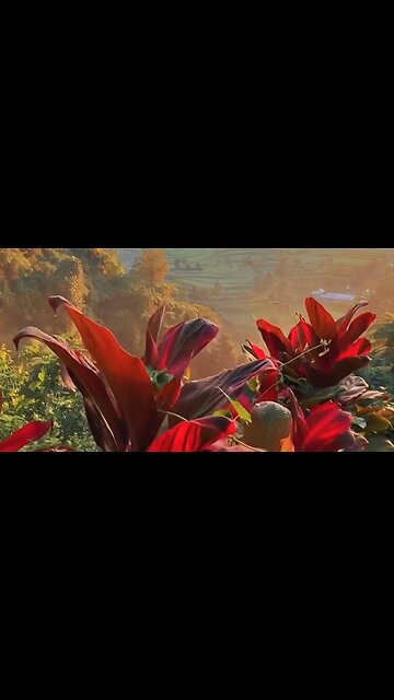 WHO WE ARE IN CHRIST - DAILY DEVOTIONAL ❤️