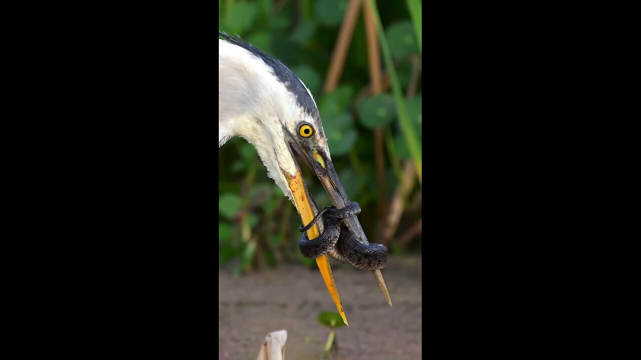 Did the bird catch the snake or did the snake catch the bird?