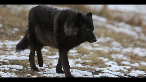 The Art of Silent Authority