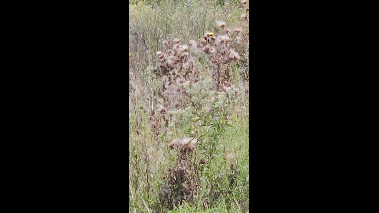 It's a Yellow Finch