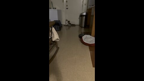 Cat playing around with robot vacuum