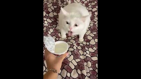 funny animals video #viral #terend #funny