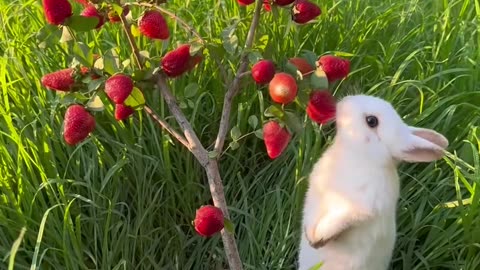 Tiny Bunny vs. Giant Carrot – Who Wins? 🥕🐇
