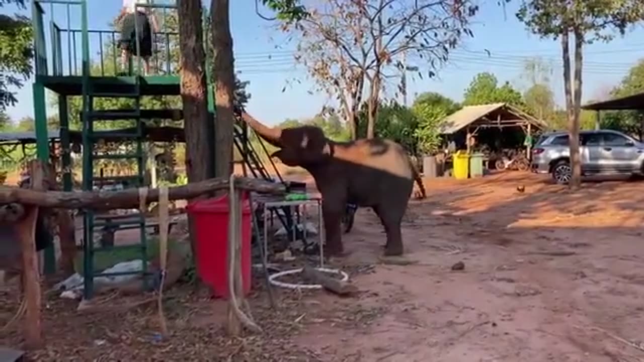 Elephant Playing